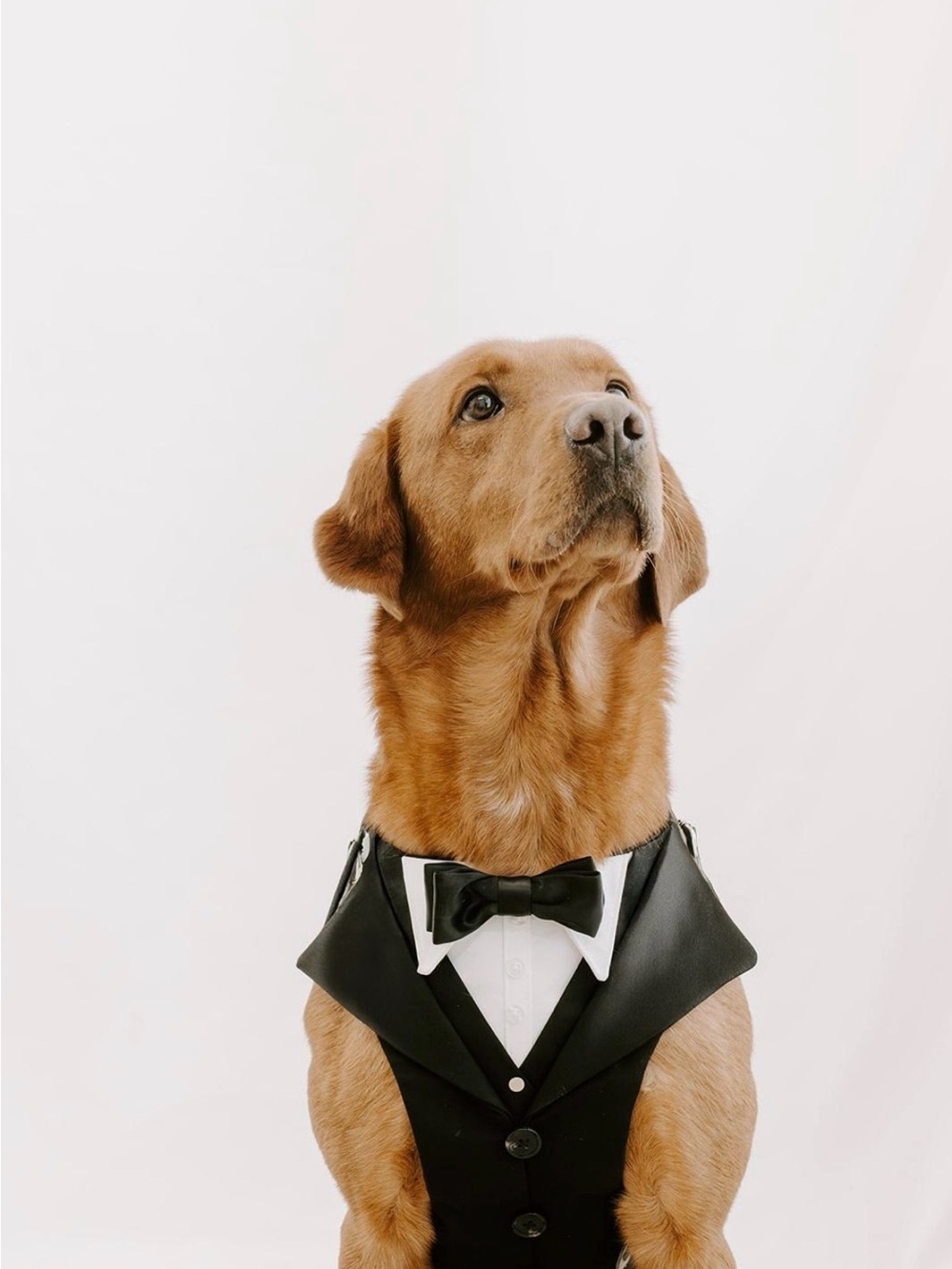 Classic Black Dog Tuxedo Harness with Bow Tie
